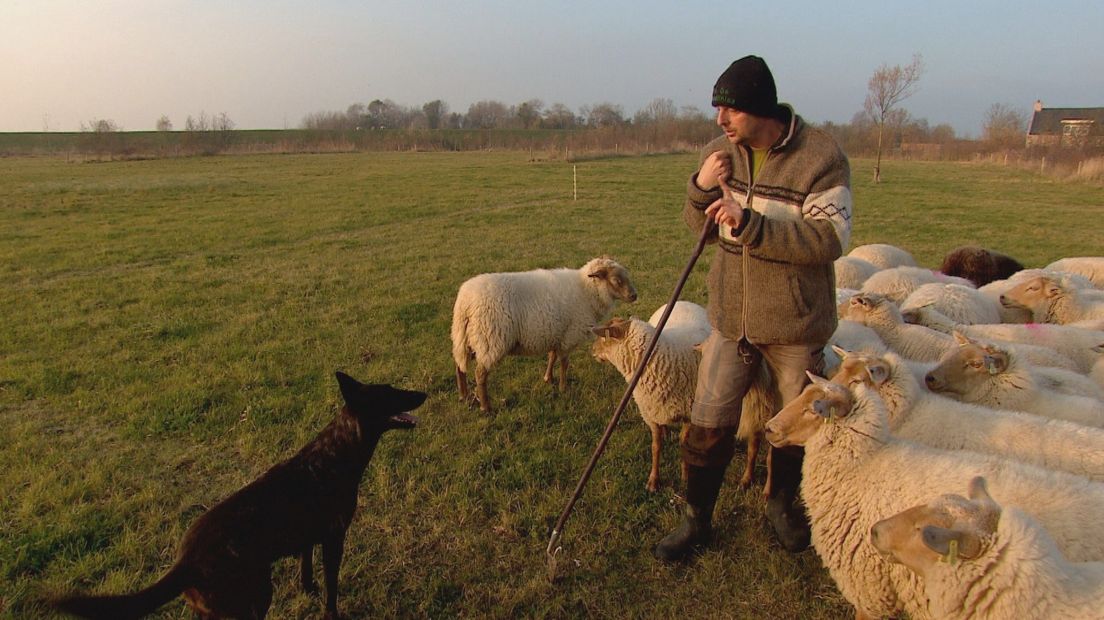 Schaapherder Edwin en zijn herdershond leren nog steeds van elkaar