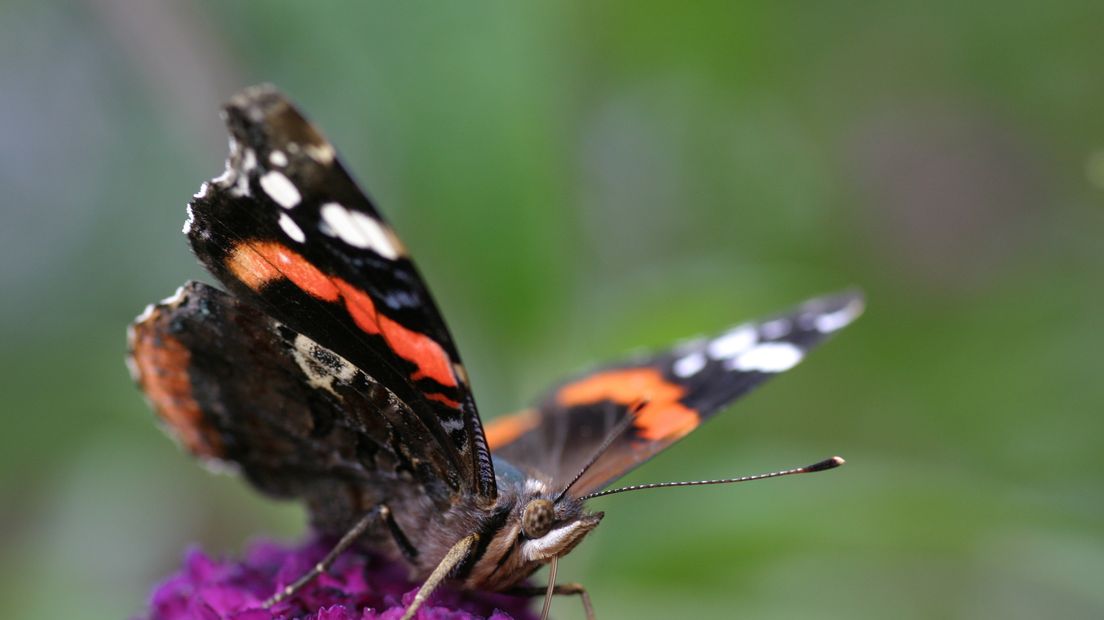 De atalanta heeft de brandnetel als waardplant