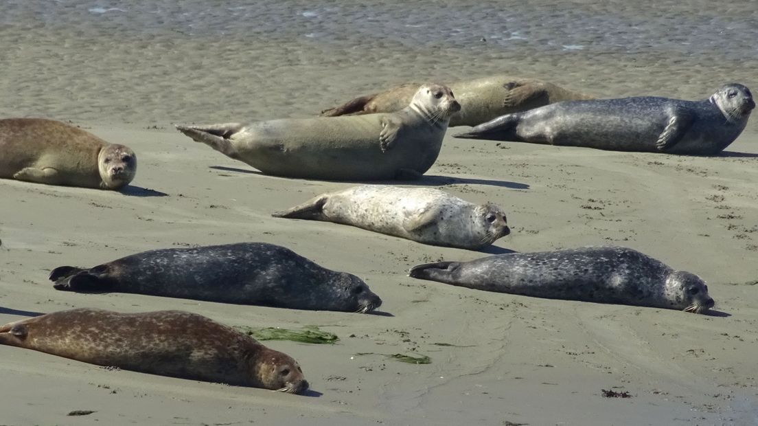 Zonnende zeehondjes op een zandbank in de Oosterschelde.