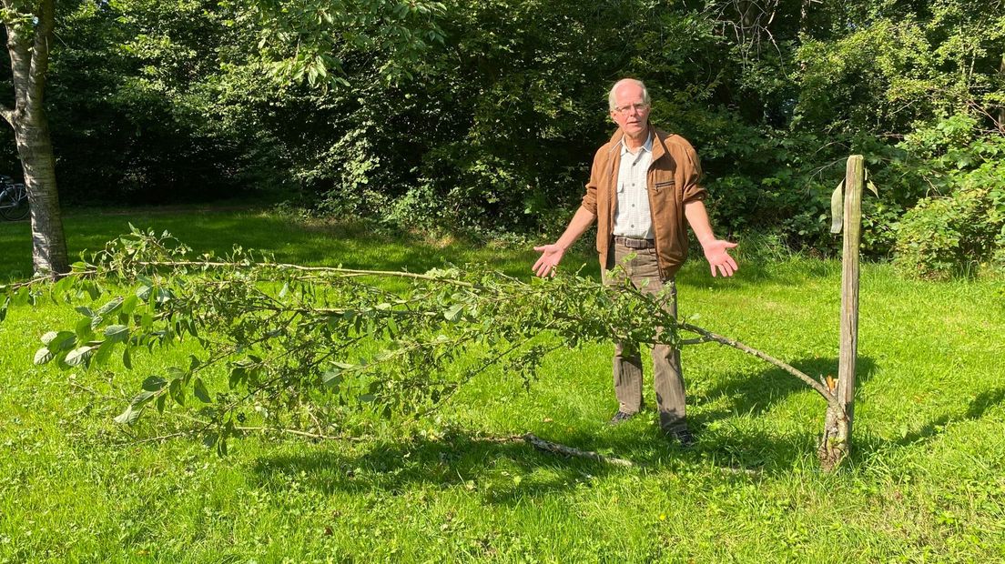 Paul Herwig, voorzitter van Stichting Landgoed Valkenstijn, bij een omgetrokken boom (Rechten: RTV Drenthe)