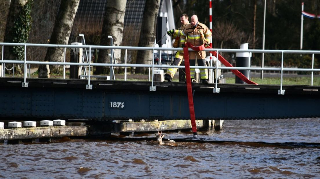 Met een brandweerslang werd het dier naar de kant gedreven