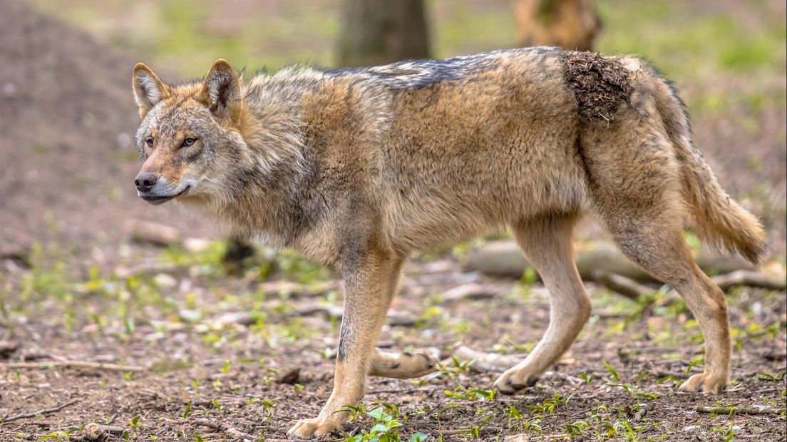Relatief rustig jaar voor wolven in Overijssel