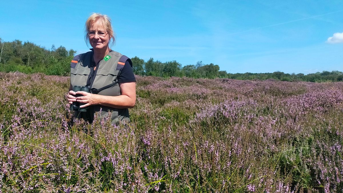 Heide bij Burgh-Haamstede bloeit vroeger dan ooit: 'Misschien is dit gewoon een gek jaar'