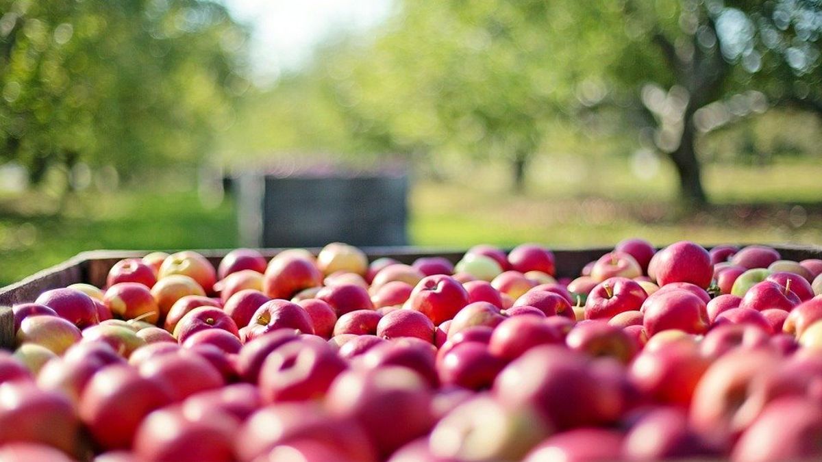 Resultaten coronatests fruitbedrijven over twee dagen binnen