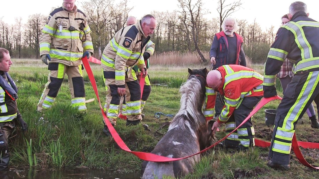 Het paard werd door brandweermannen op het droge getrokken (Rechten: Persbureau Meter)