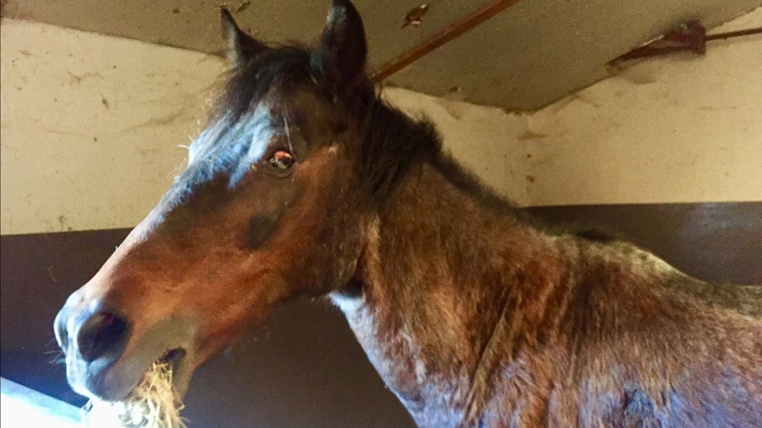 Blinde Sjakie is één van de 46 manegepaarden van het rusthuis