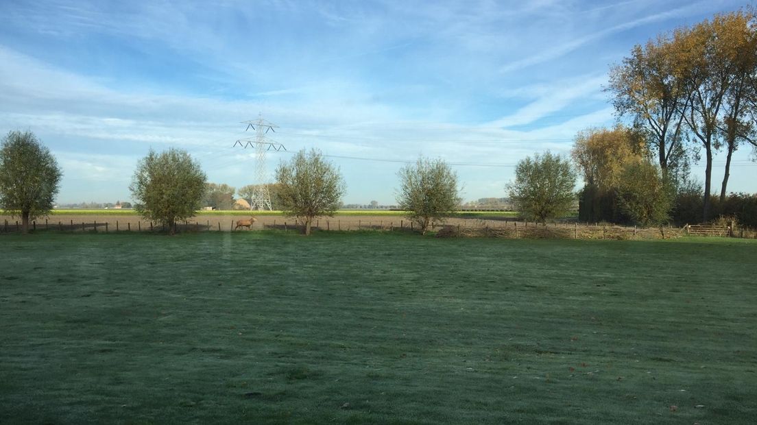 De 'eland van Zeeuws-Vlaanderen' bij Waterlandkerkje