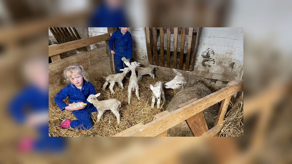 VIDEO: Lammetjes-zesling geboren in Nij Beets