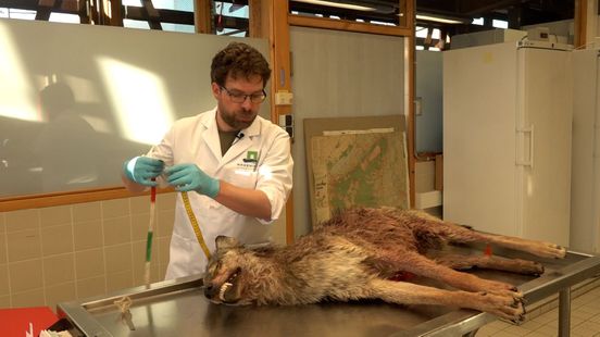 Foto: Wolf op de snijtafel, uniek inkijkje bij laboratoria