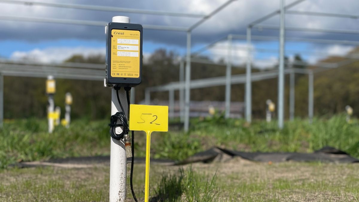 Op deze veldjes in Groenekan wordt gewerkt aan het gras van de toekomst