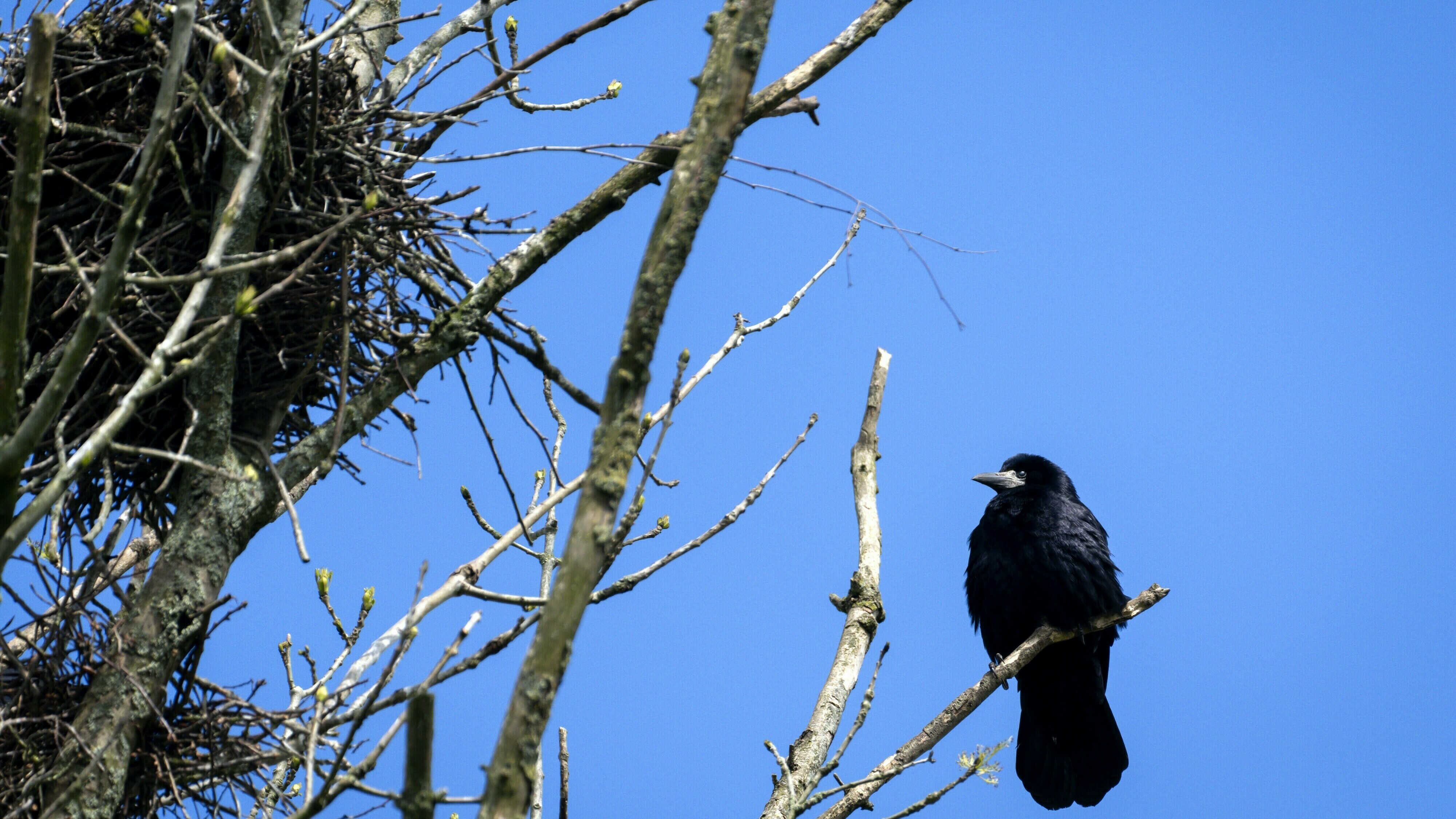 Drentse gemeenten zijn roekenoverlast zat: 'Afweermethoden zijn middeleeuws'