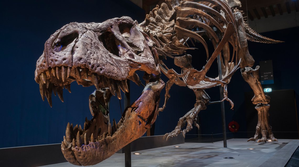 T. rex Trix is terug in vernieuwd Naturalis - Omroep West T. rex Trix is terug in vernieuwd Naturalis - Omroep West