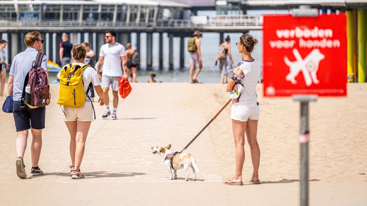 Honden mogen op veel plekken niet op strand, maar waar mag dat dan wel