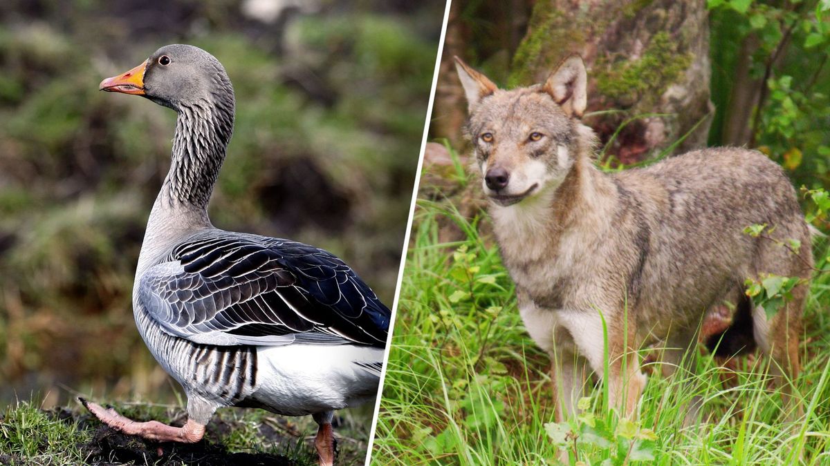 Deze dieren veroorzaken miljoenenschade bij boeren