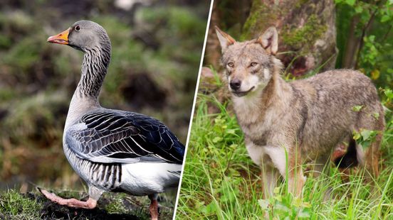 Deze dieren veroorzaken miljoenenschade bij boeren