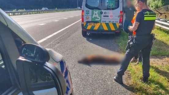 Hond Roosje aangereden, baasje gezocht. Hond Roosje aangereden, baasje gezocht.