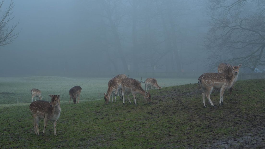 Mist bij het hertenkamp in Assen (Rechten: Fred van Os - RTV Drenthe)