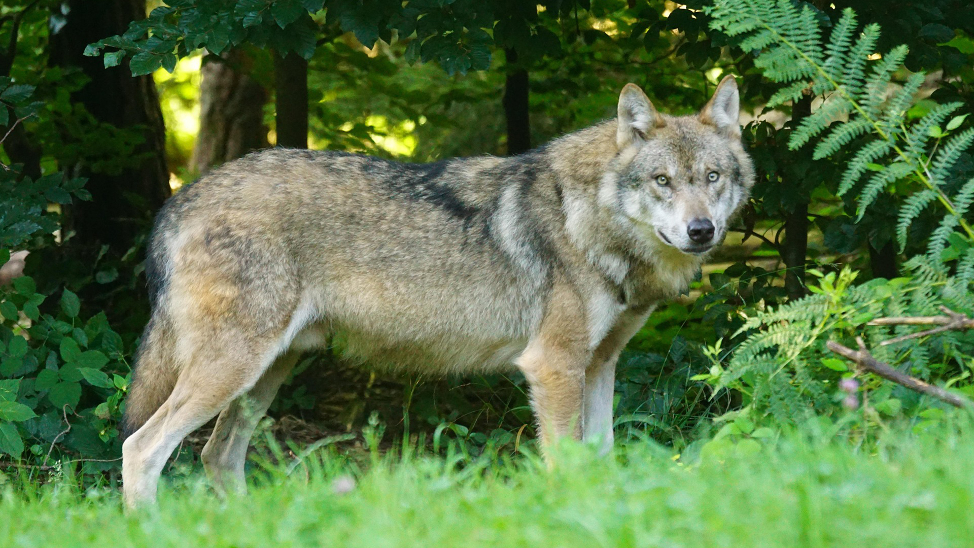 Dode wolf langs snelweg bij Leusden, vermoedelijk aangereden