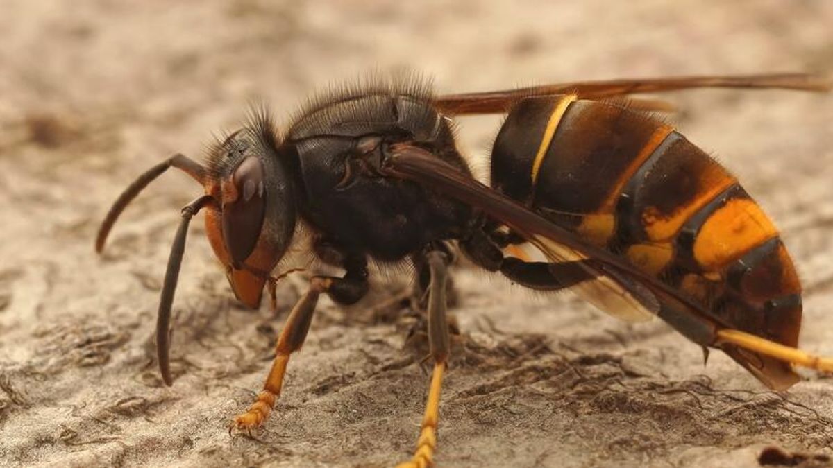 700.000 euro voor bestrijding Aziatische hoornaar: 'Liever één keer goed, dan steeds een beetje'