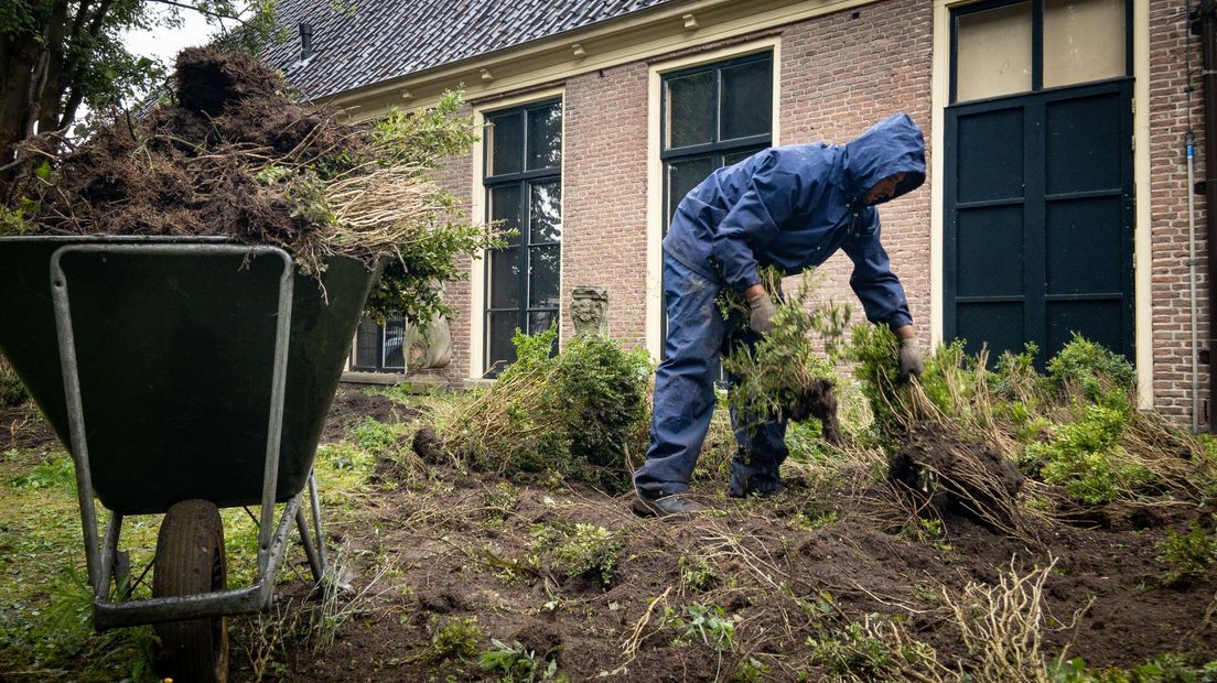 De dode buxus gaat eruit, gras en bloemenborders komen ervoor terug (Rechten: RTV Drenthe/Edwin van Stenis)