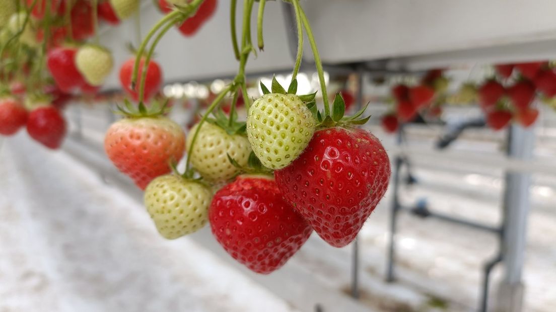 Aardbeien in verschillende kleuren: oranje, groen en rood