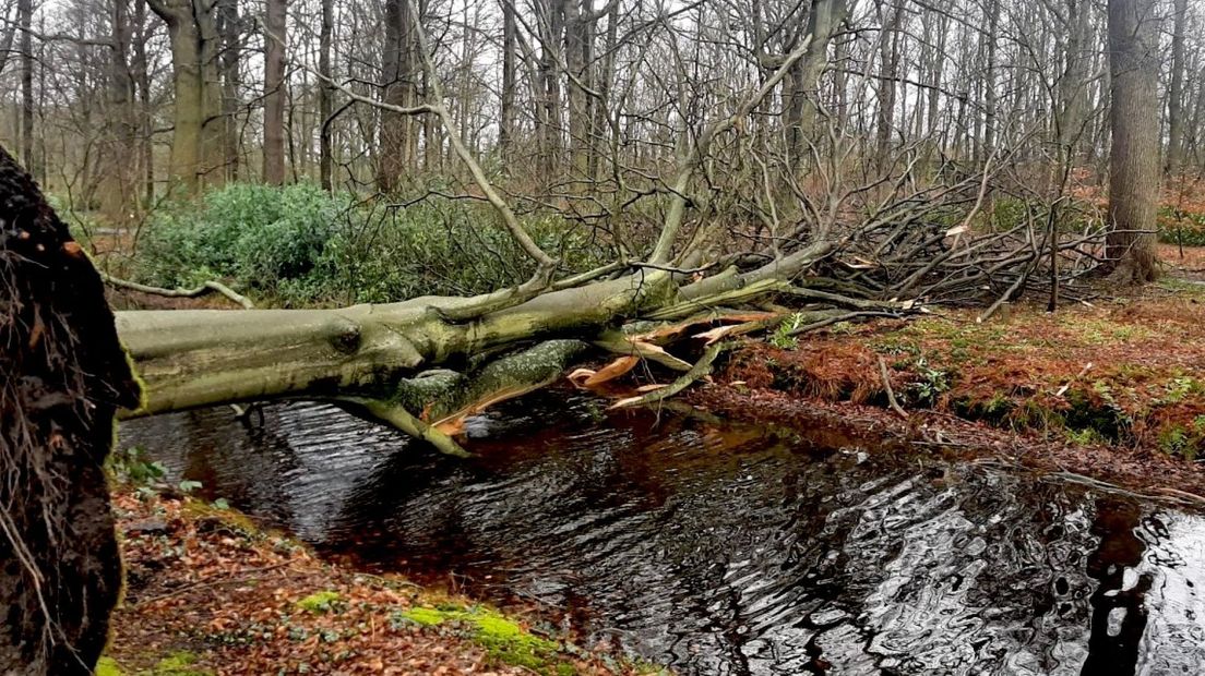 Omgewaaide boom Langoed Clingendael
