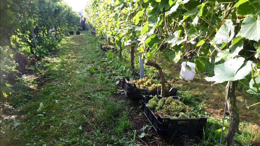 Met man en macht werken in de wijngaarden in Bentelo