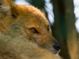 De goudjakhals: opmars van een geheimzinnige scharrelaar