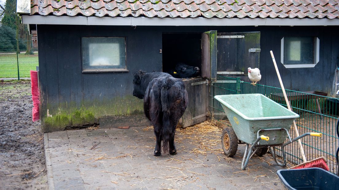 De koeien van kinderboerderij 't Wooldrik in Enschede.
