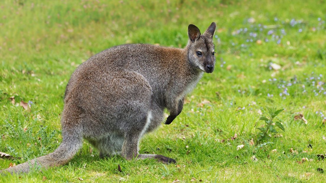 Wallaby / wallaby's