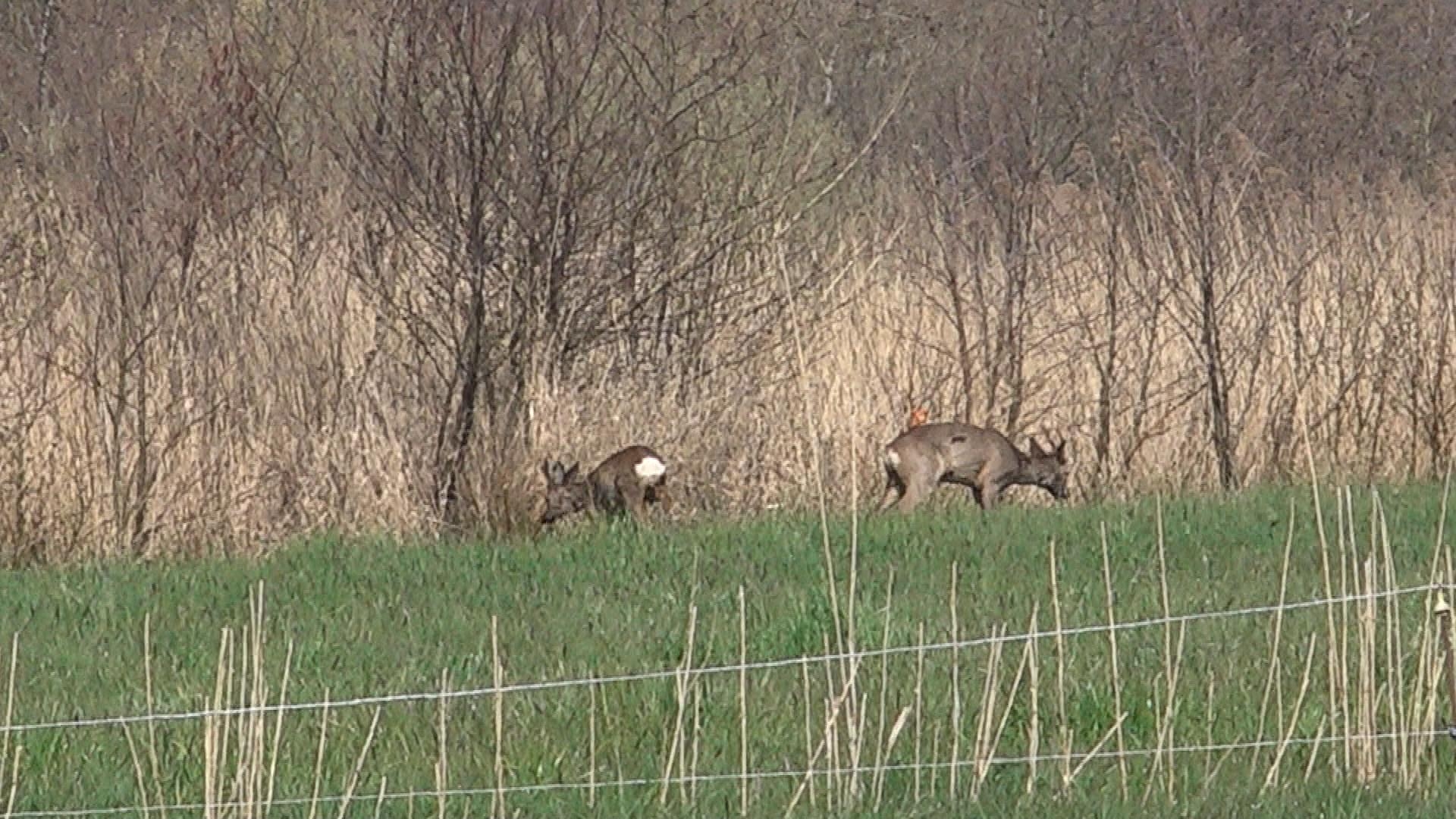 Staatsbosbeheer juicht genieten van de natuur toe, maar: 'Blijf in het broedseizoen op de paden'