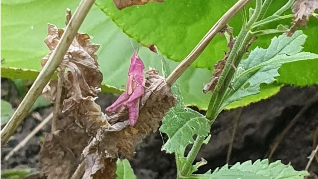 De roze sprinkhaan in De Wijk (Rechten: Marcel Bruinenberg)