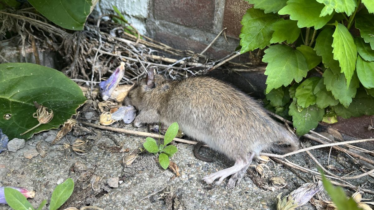 Verwaarloosd huis zorgt voor rattenplaag in IJzendijke