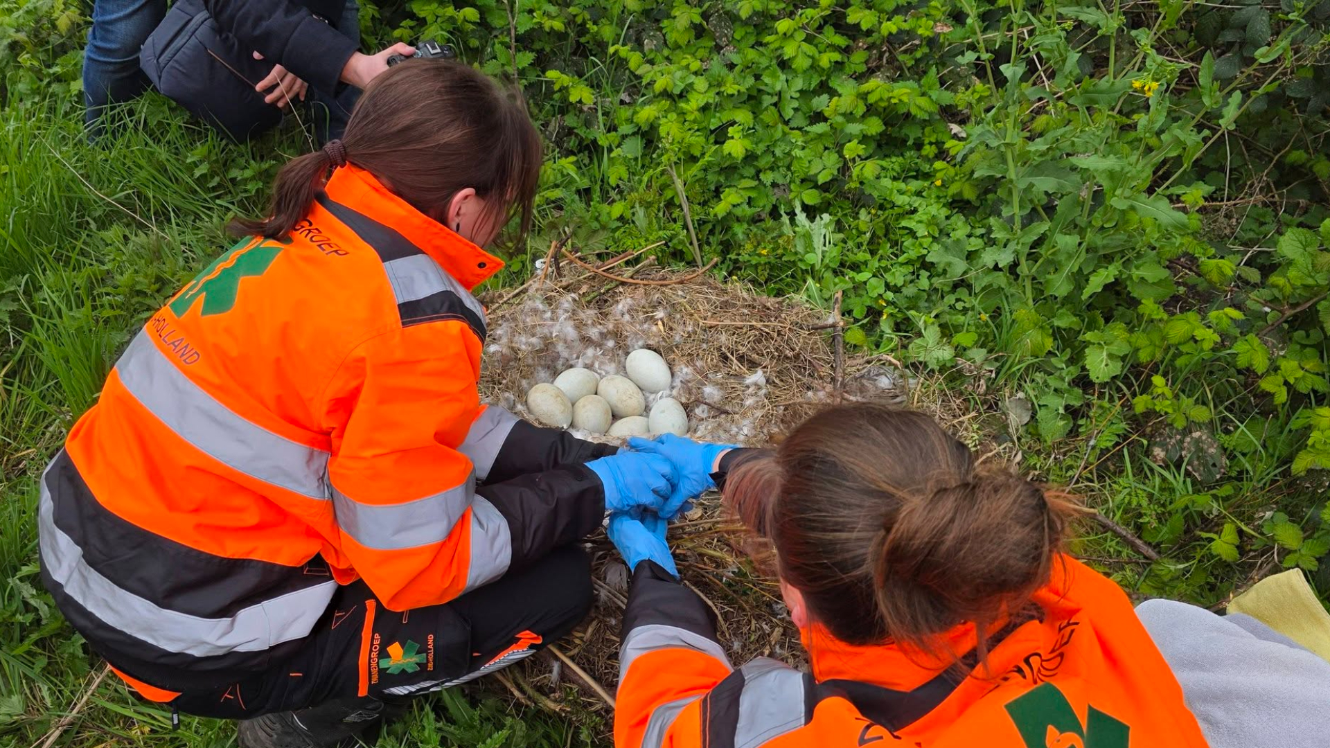 Het nest met eieren van de broedende zwaan in de bosjes in Spijkenisse