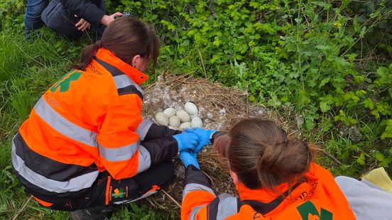 Jongeren terroriseren zwanen, maar nest verplaatsen werkt averechts