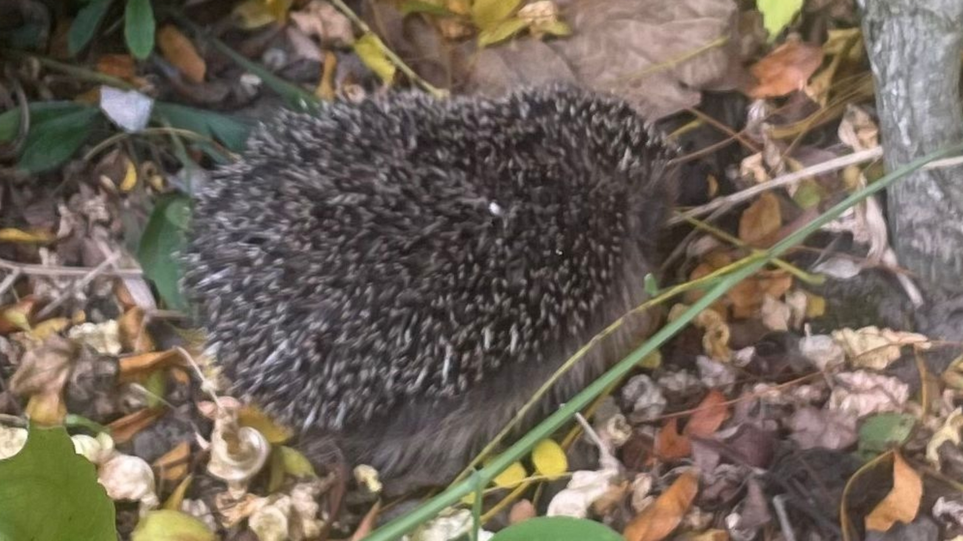 Hanneke uit Dordrecht heeft jaarlijks terugkerend bezoek van Snufje