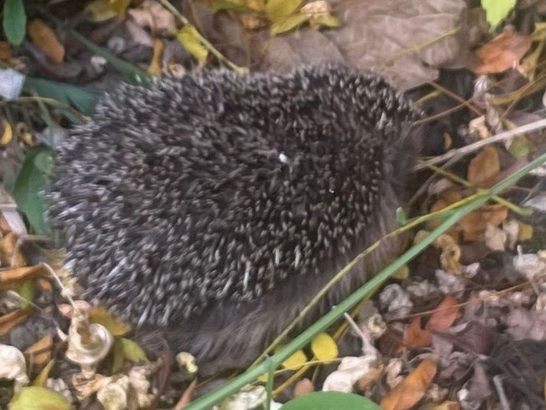 Hanneke uit Dordrecht heeft jaarlijks terugkerend bezoek van Snufje