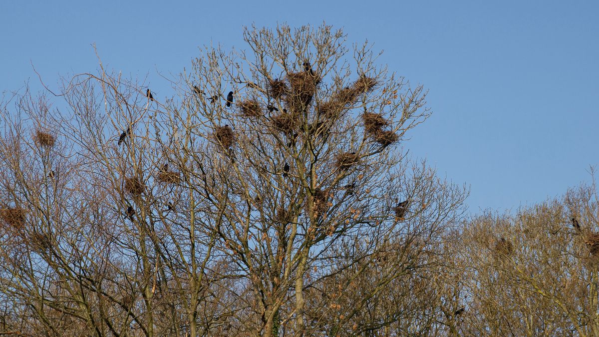 Wat doen die vogels toch boven de A2 bij Maastricht Aachen Airport?
