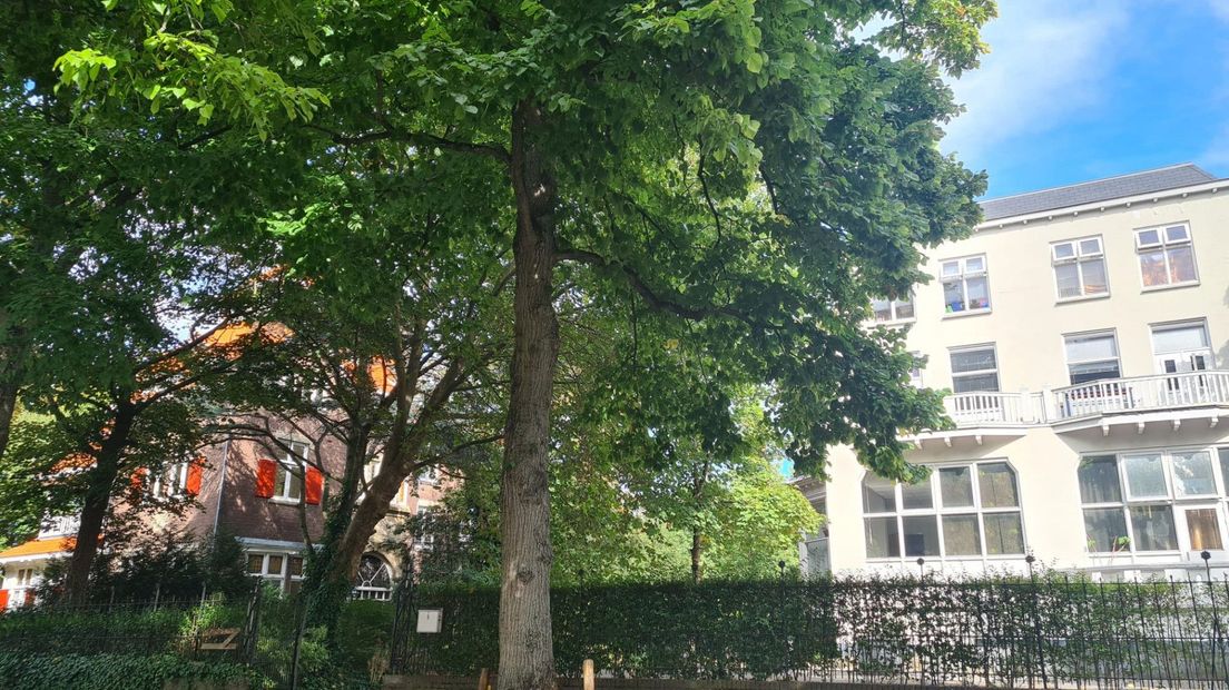 De boom in kwestie, ter hoogte van Parkweg 9