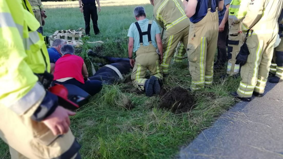 Brandweerlieden proberen het dier uit zijn benarde positie te redden (Rechten: Van Oost Media)