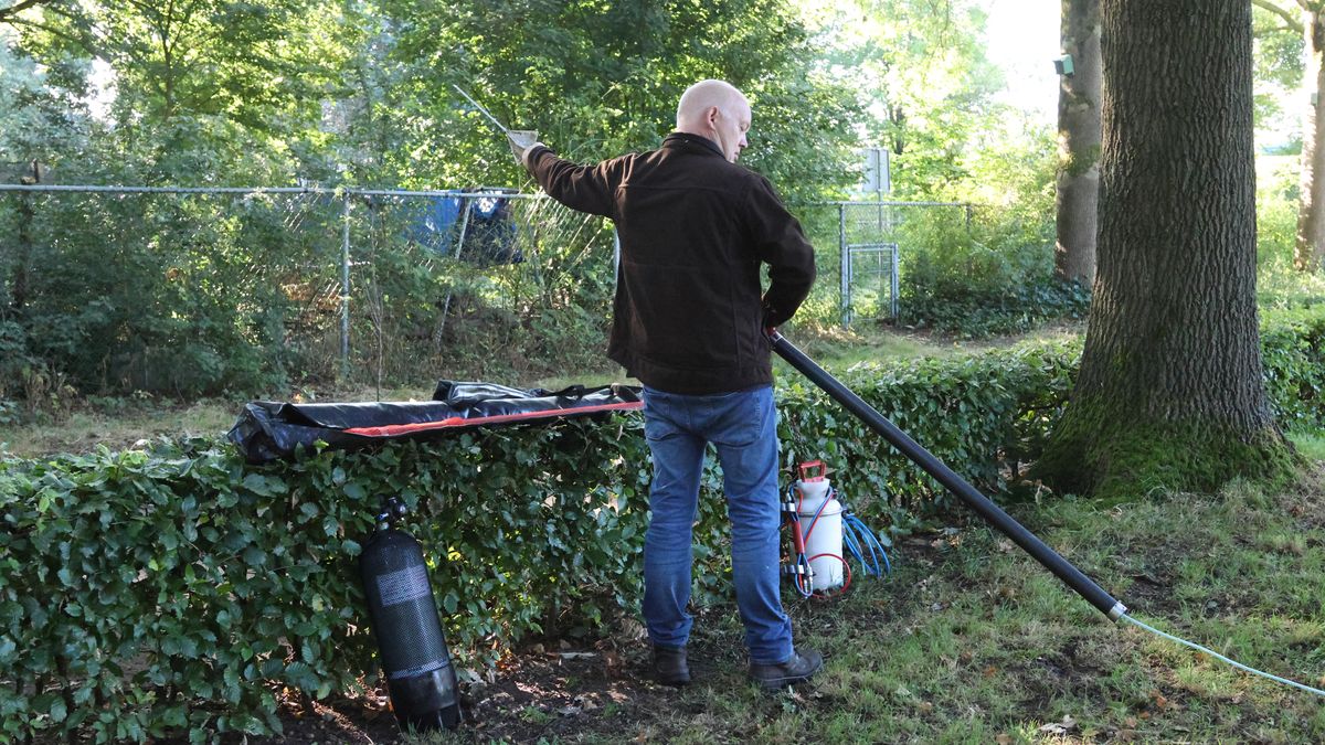 Aziatische hoornaar lijkt z'n plek te vinden: meerdere meganesten ontdekt