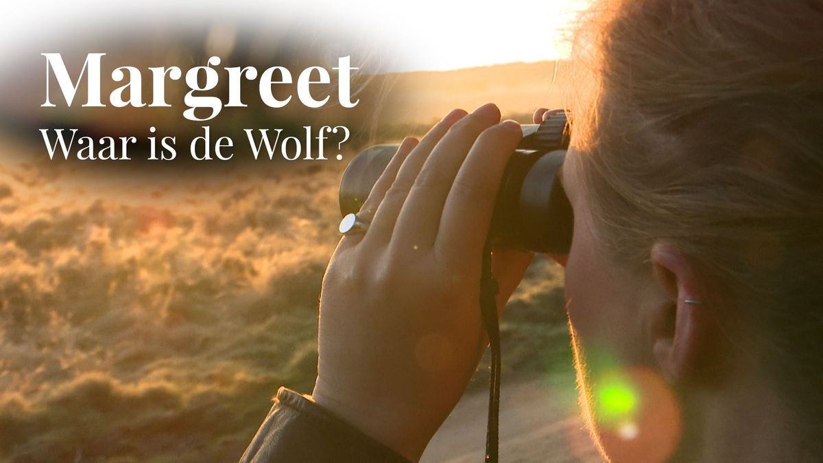 Samenleven met de wolf: 'Wen er maar aan!' - RTV Utrecht