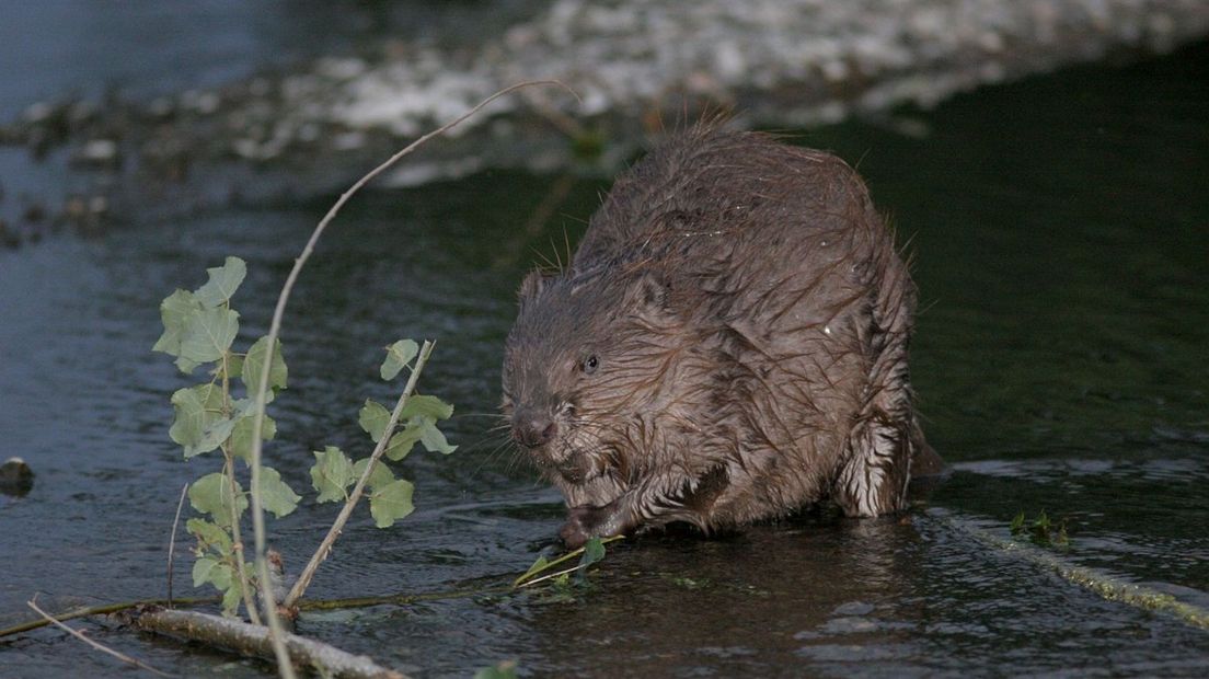 De bever is bezig met een opmars