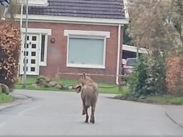 Wolf loopt door woonwijk in Eelde