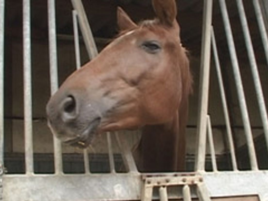 06-06-paarden.jpg