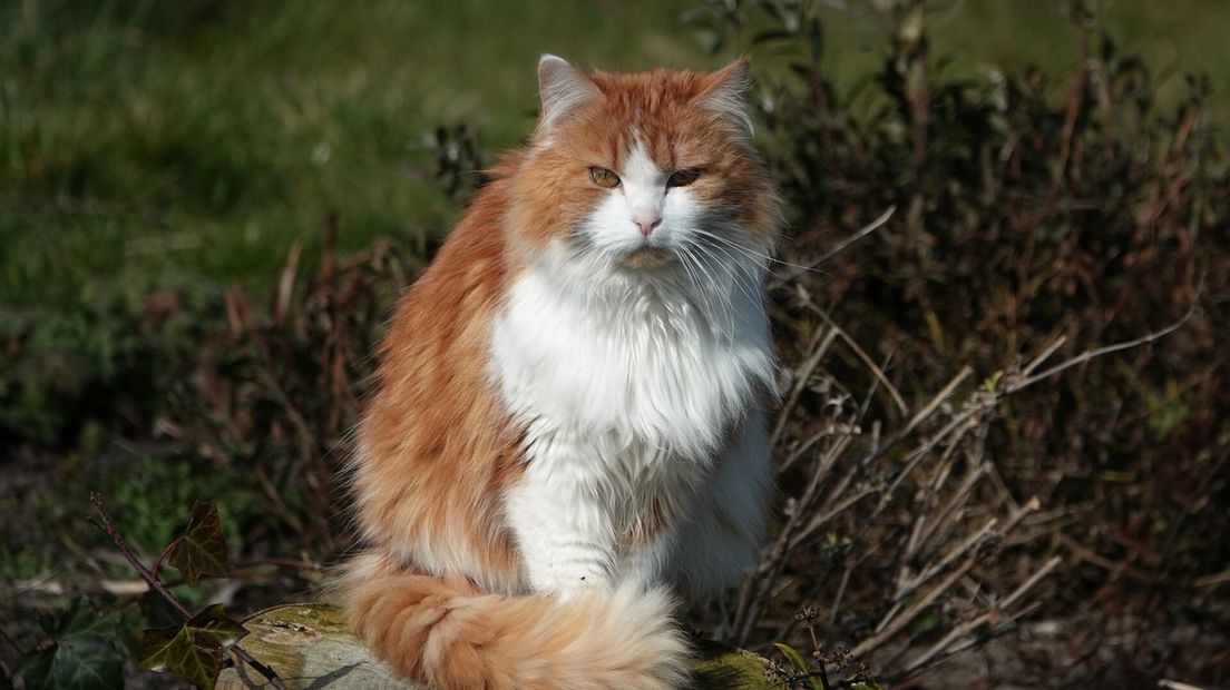 Poes in de tuin