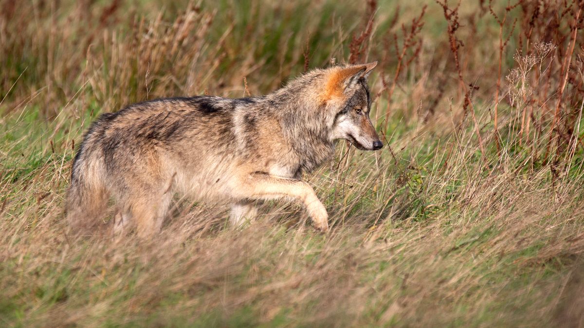 Nieuwe Drentse stichting bindt juridische strijd aan tegen wolven