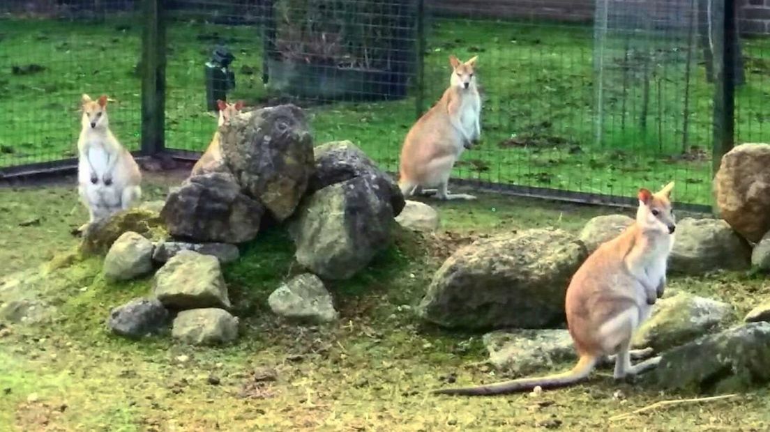 Een van de ontsnapte wallaby's