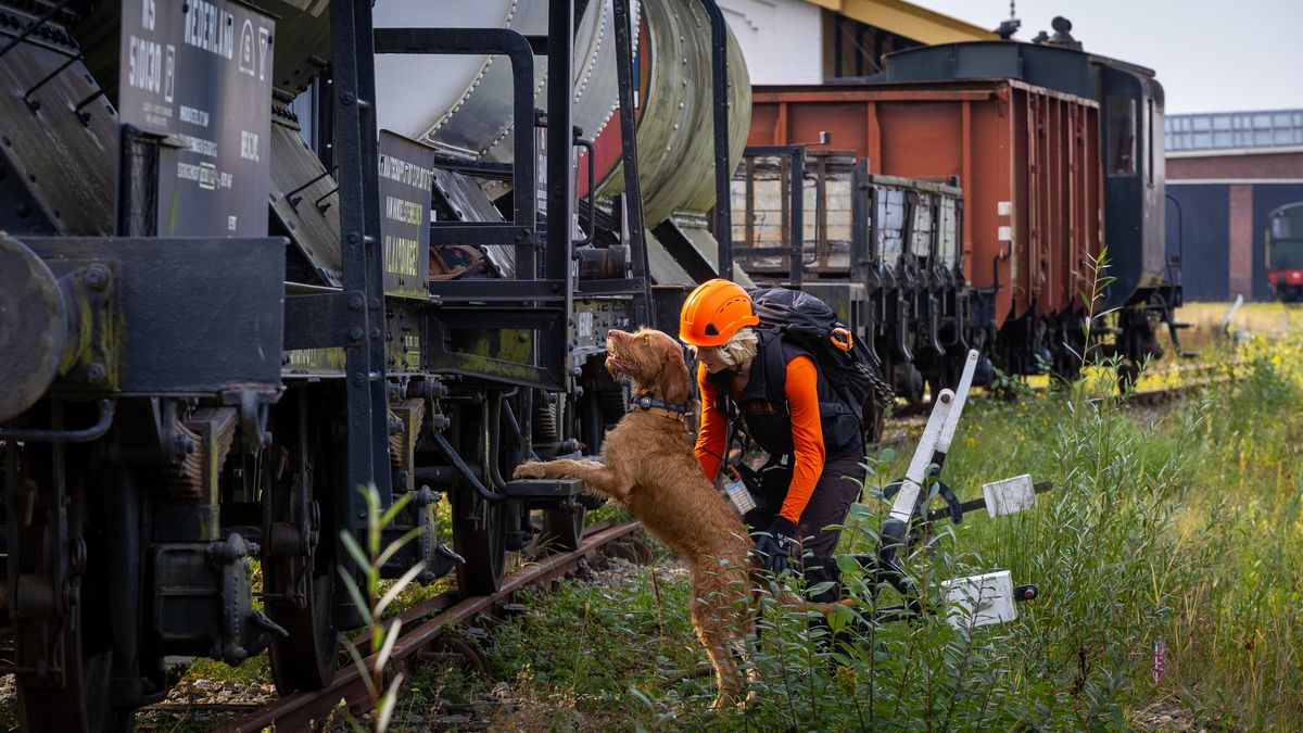 Dit Zeeuwse reddingshondenteam vliegt al veertig jaar de wereld over om mensen te redden: 'We hopen 