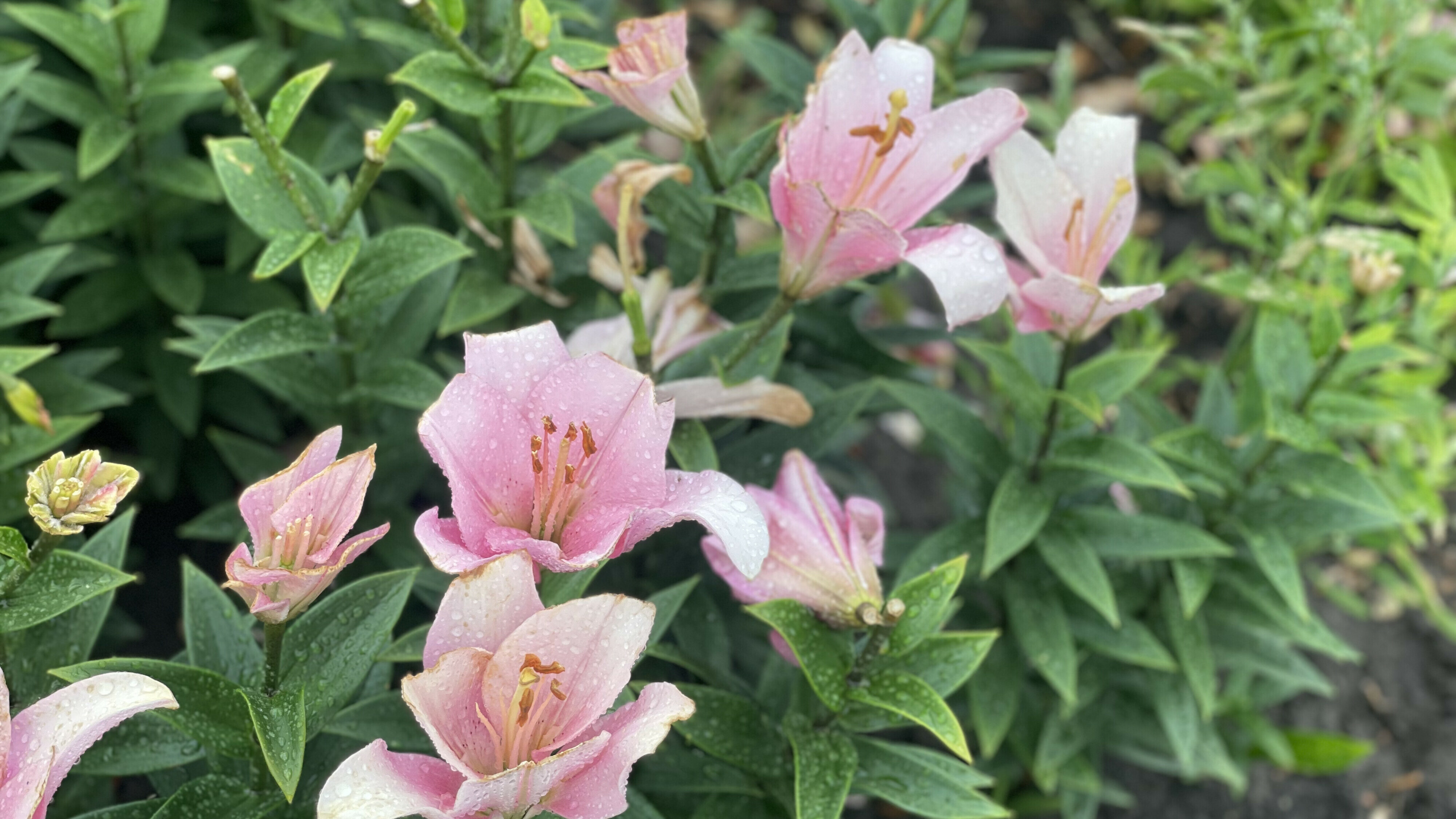 Discussie sierteelt nadert kookpunt in de rechtbank, Westerveld vindt verbod te ver gaan